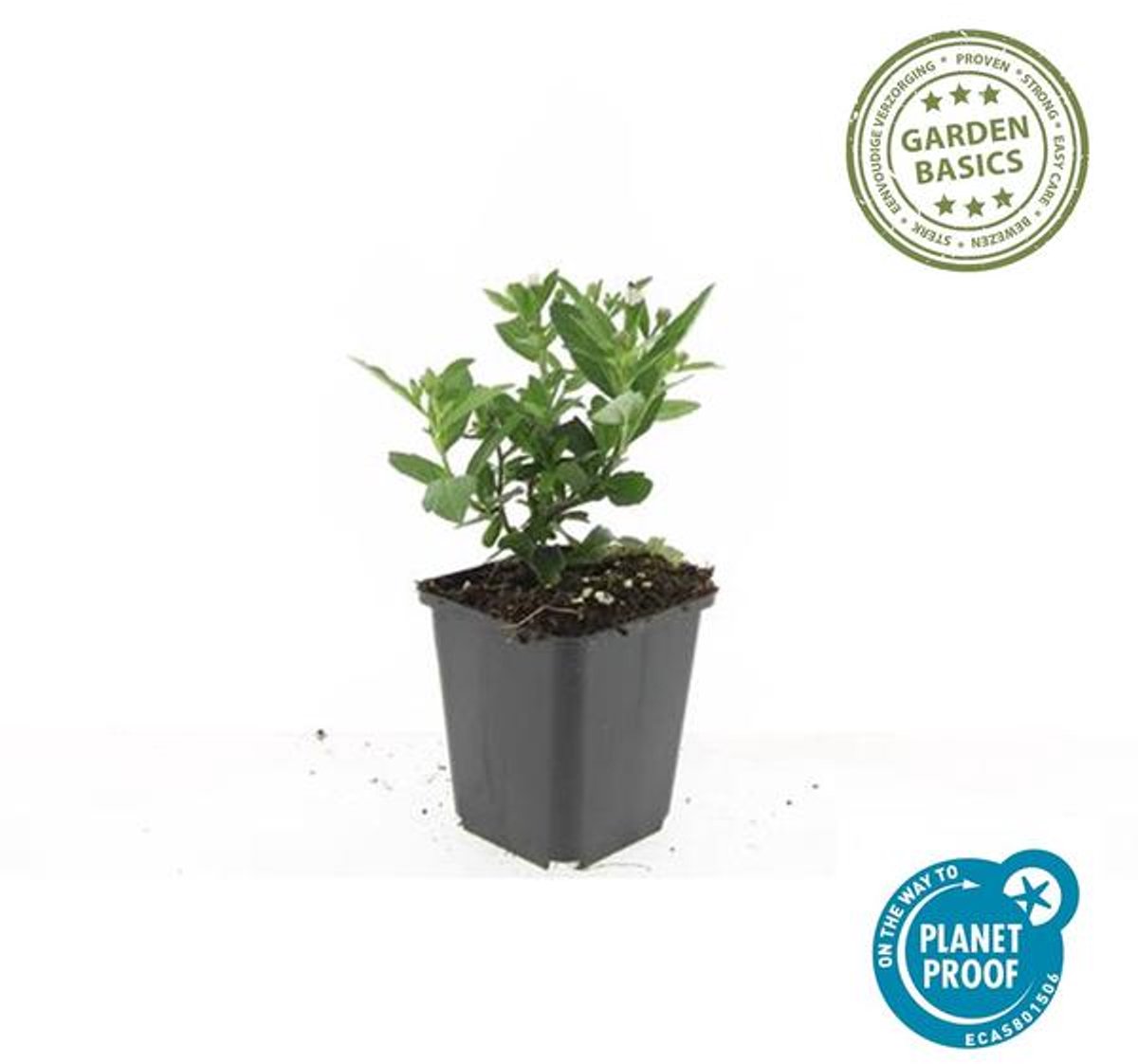 48x Aster ageratoides 'Stardust' - 10-25cm - Ø9cm
