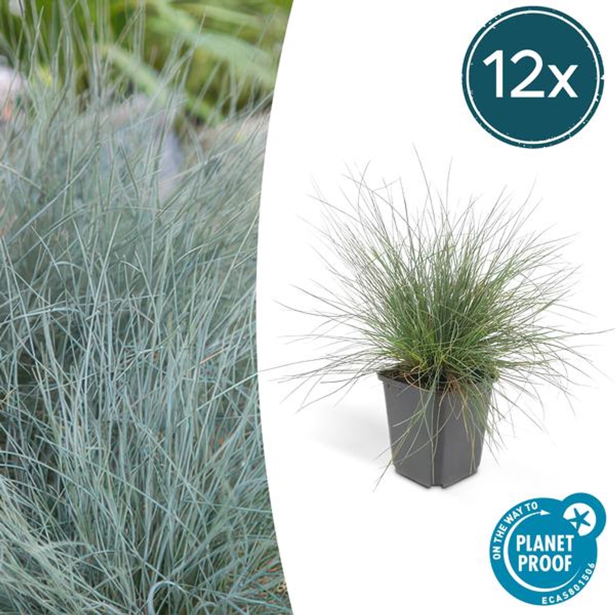 12x Festuca glauca 'Elijah Bleu' - 10-25cm - Ø9cm