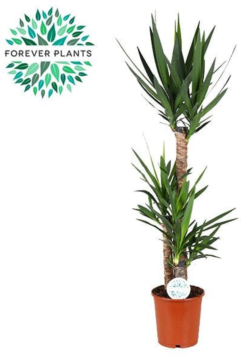 Yucca - Ø24cm - 125cm