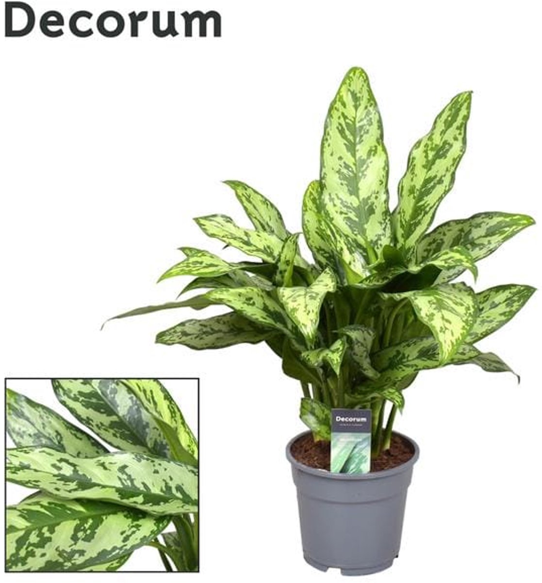 Aglaonema Romeo - Ø17cm - 60cm