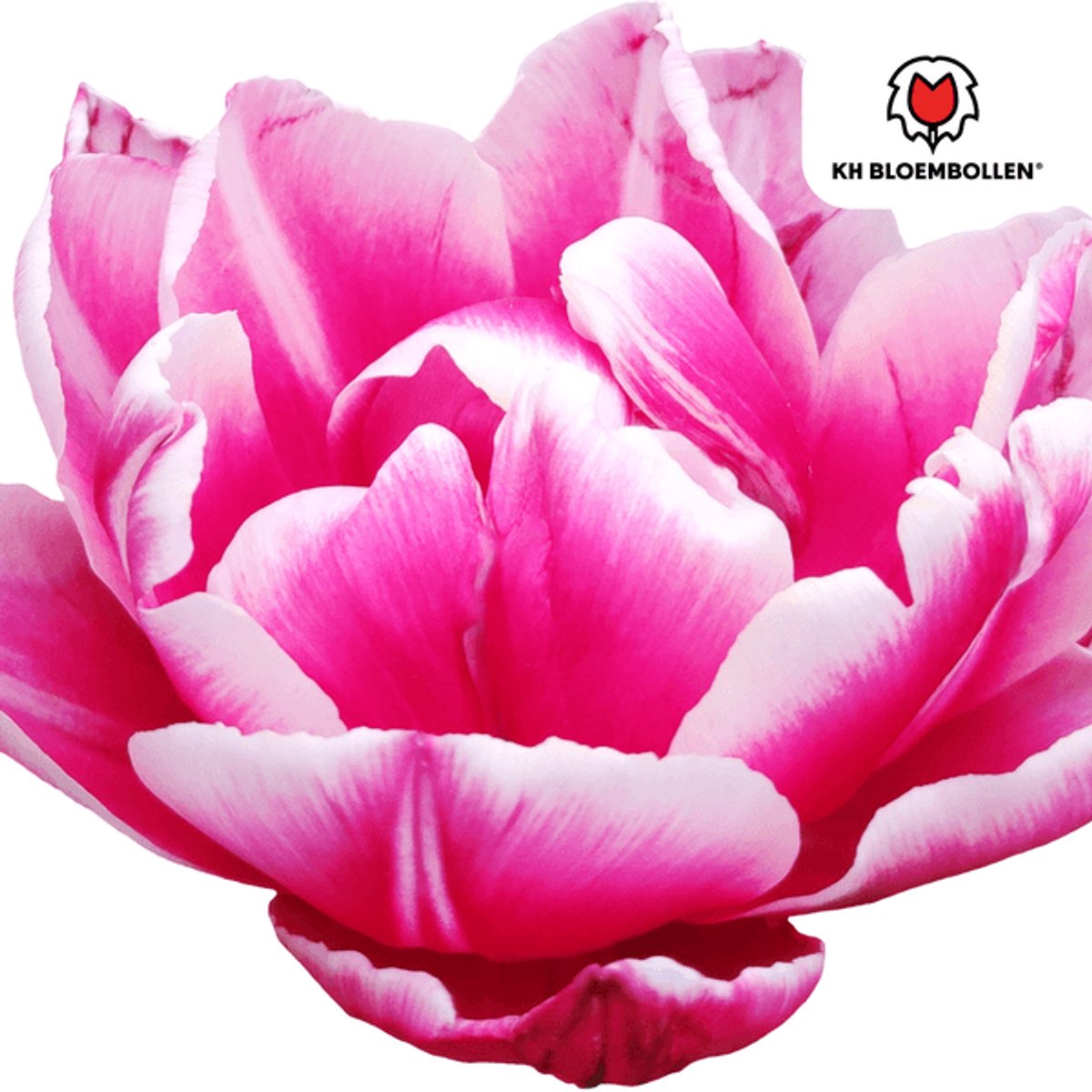 Tulpenbollen Columbus – 20 Stuks | Roze-Witte Dubbele Pioentulp – Elegant & Vol – Voor Tuin of Pot – Maat 11/12 – Vers van de Teler!