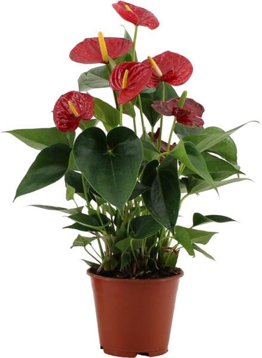 Anthurium Success Red In Transparant Sleeve - Ø14cm - 43cm