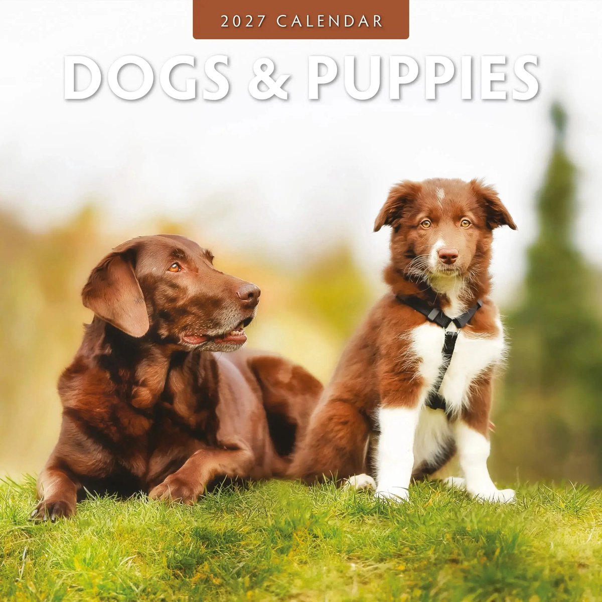 Dogs and Puppies Kalender 2027