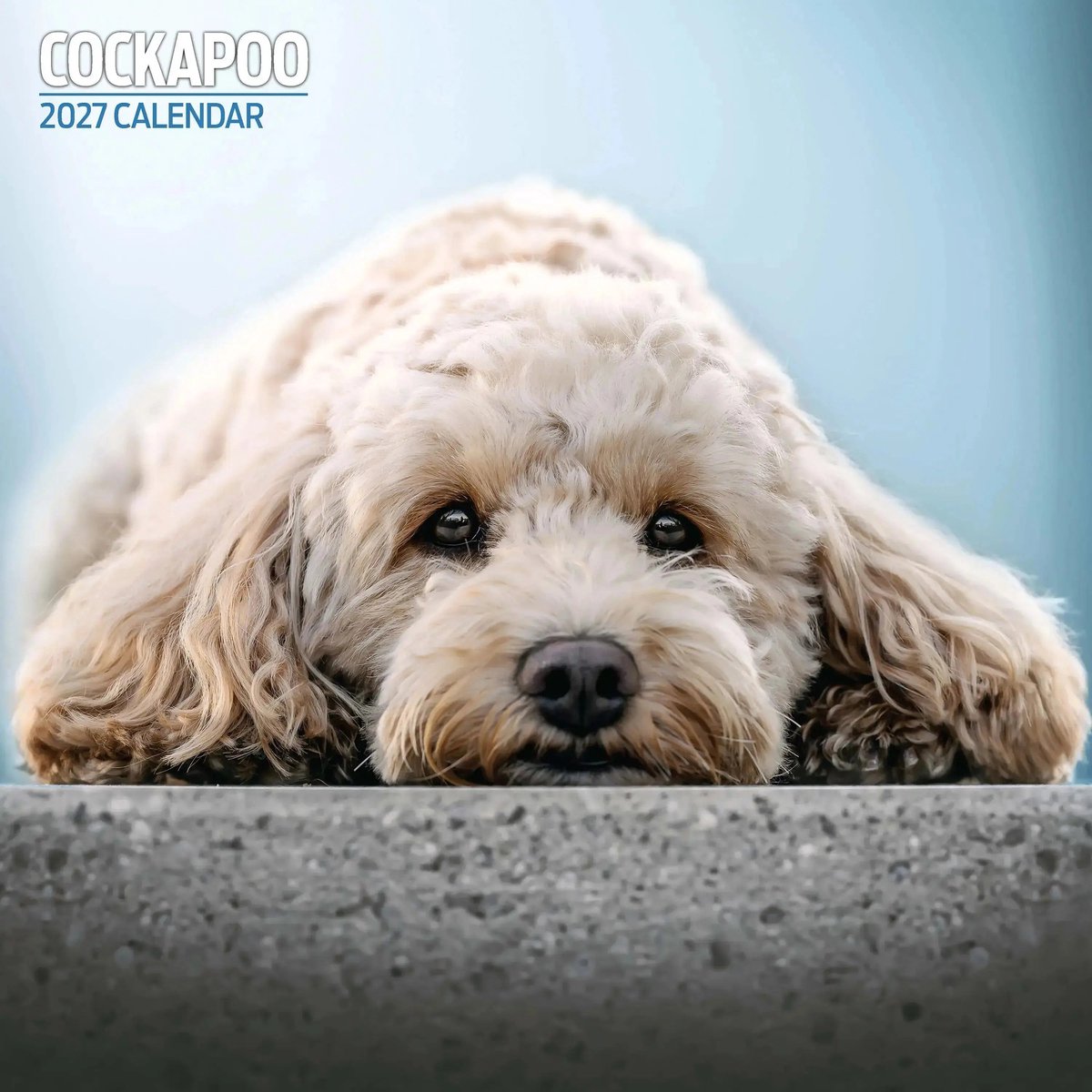 Cockapoo Kalender 2027