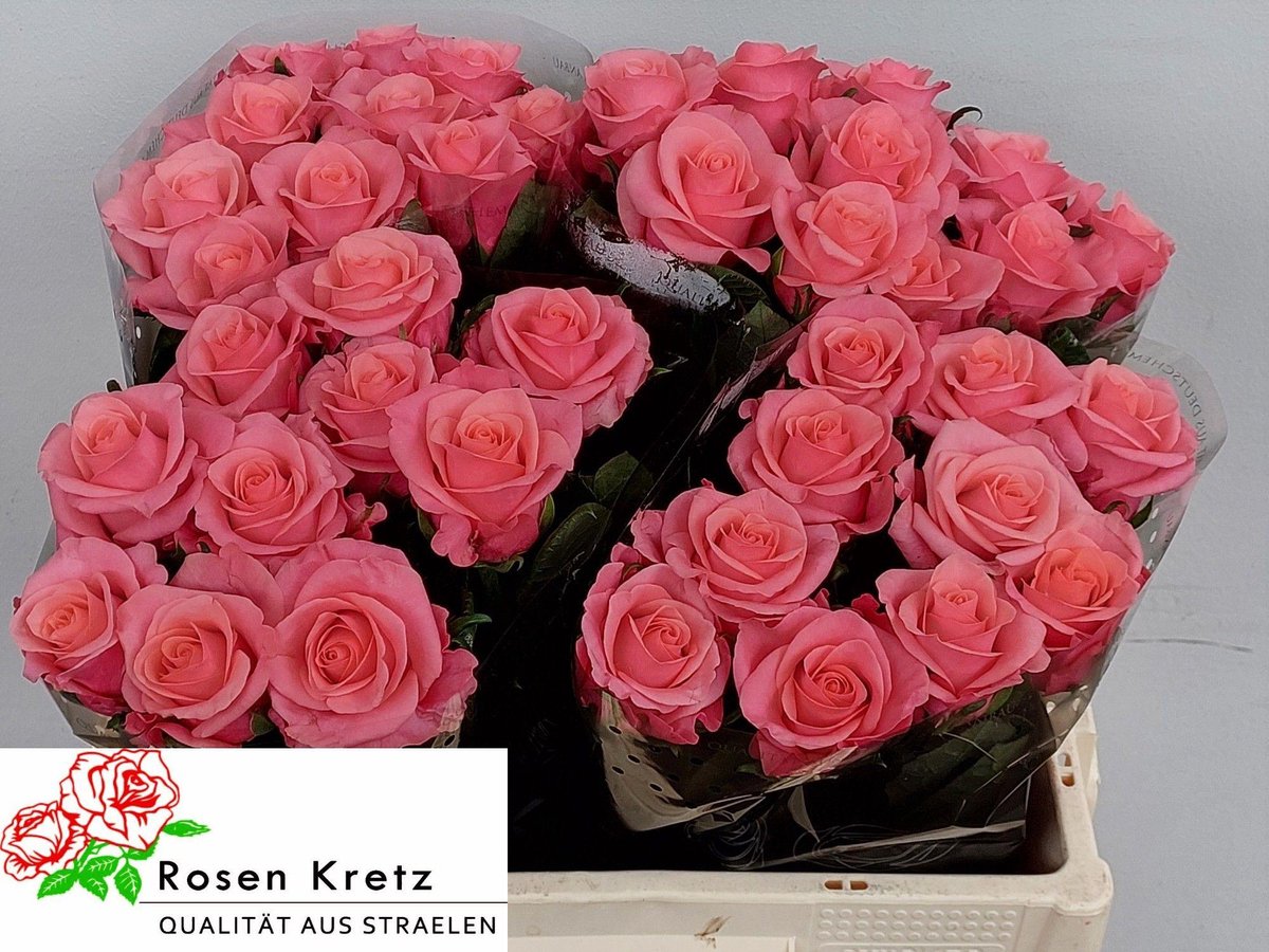 10x Rosa barby 50cm
