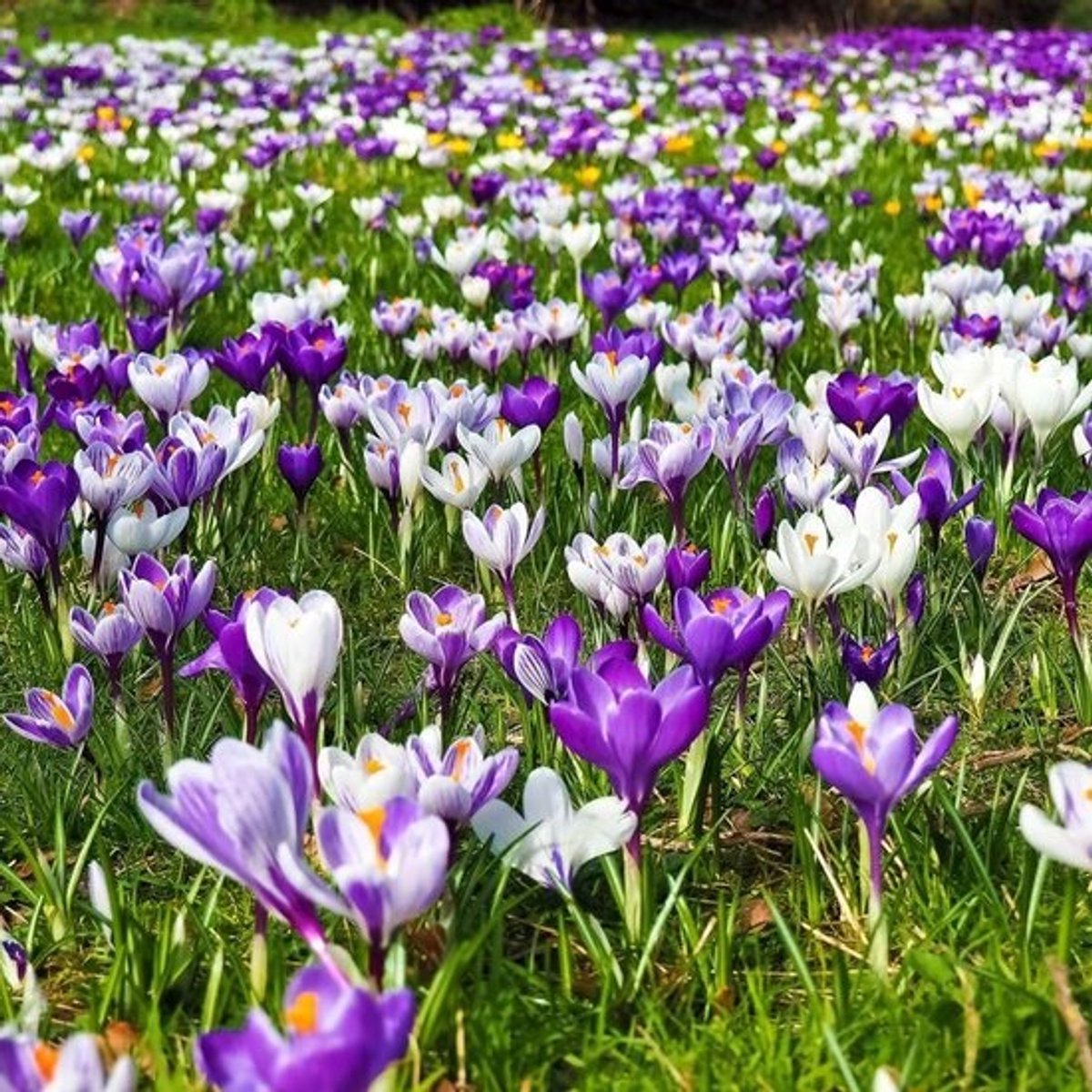 Grote Bloembollen Mix Crocus - Kleurrijke Lentehangers - 30 Stuks