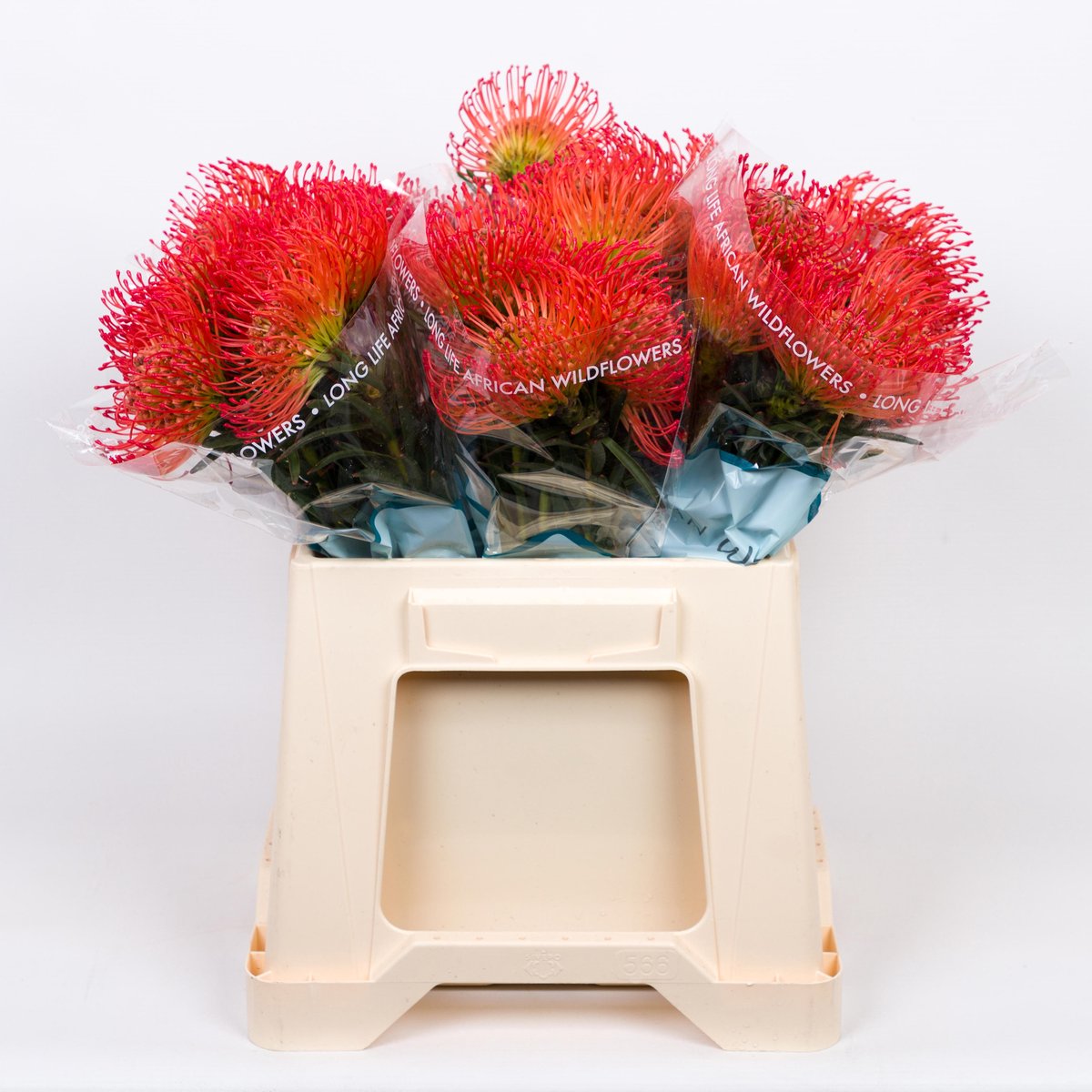 10x Leucos.succession 40cm