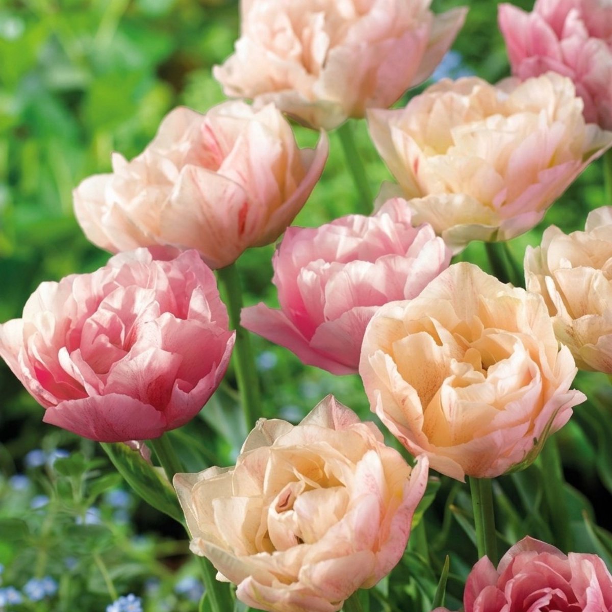 Tulpen Double Magic Tulip - Tulipa silk road - Snijbloemen - Voorjaarsbollen - bloeit in April / Mei