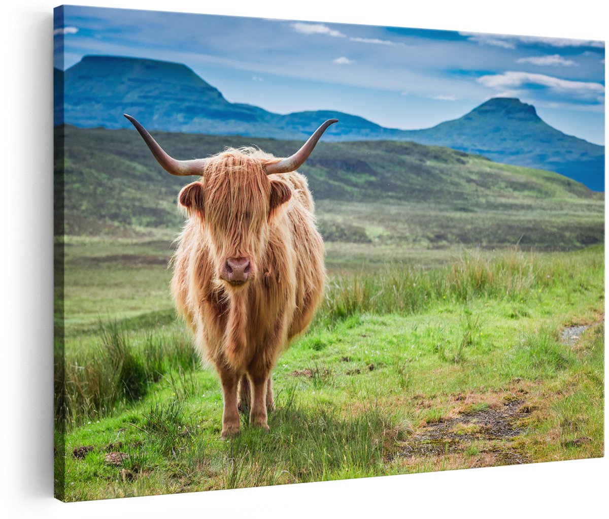 Artaza Canvas Schilderij Schotse Hooglander In De Wei - Kleur - 150x100 cm - Groot - Foto Op Canvas - Wanddecoratie Woonkamer