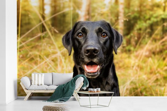 Papier peint - Papiers Papier peint photo - Happy Black Dog - Largeur 345 cm x Hauteur 220 cm