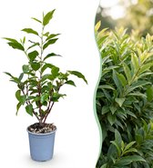 Green boutiQ - 24x Prunus lusitanica Angustifolia - Portugese Laurier - Haagplanten - Groenblijvend - Groen - Pot 9cm - Hoogte 25-35cm