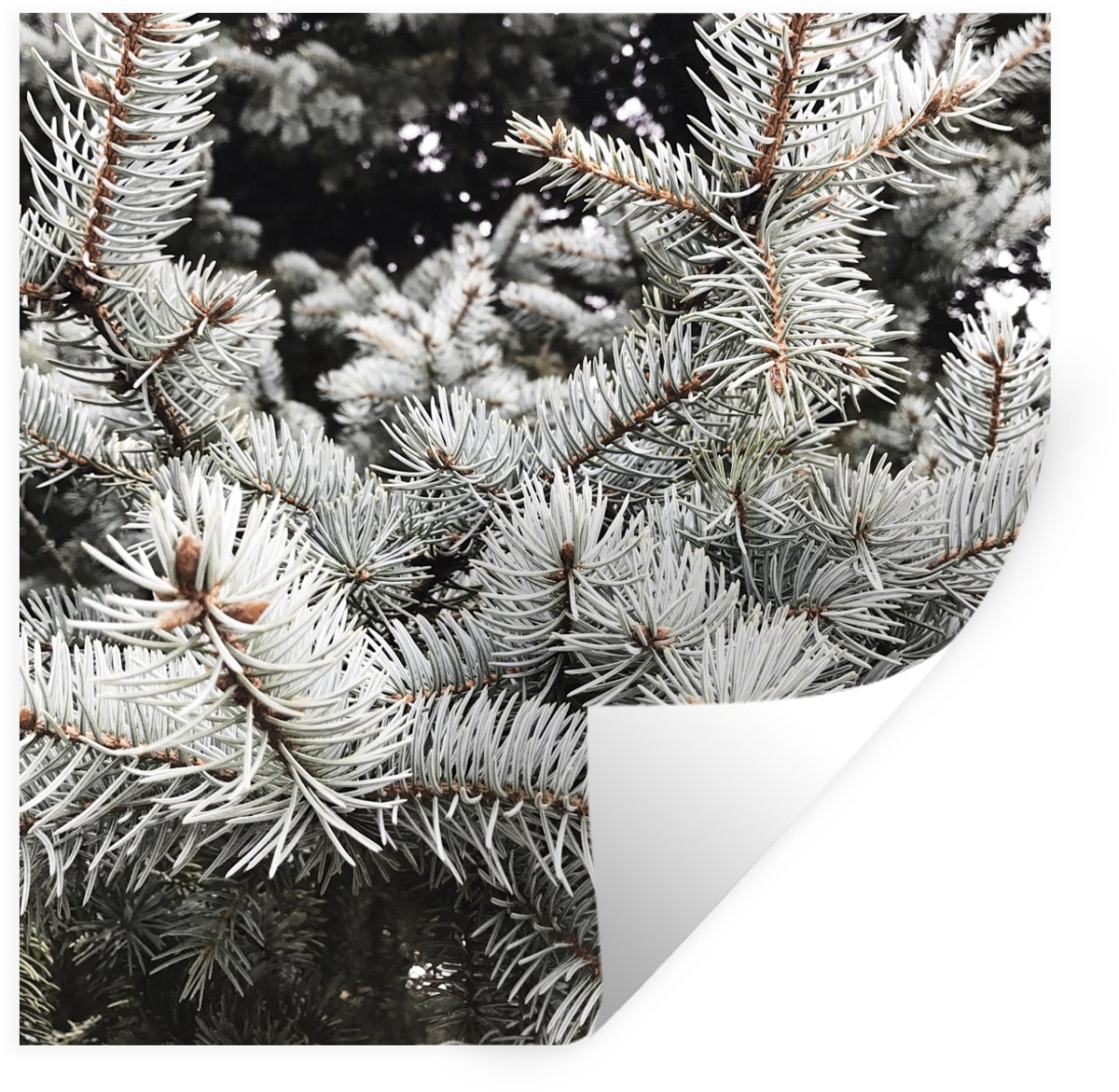 Muurstickers - Sticker Folie - Boom - Takken - Winter - 100x100 cm - Plakfolie - Muurstick