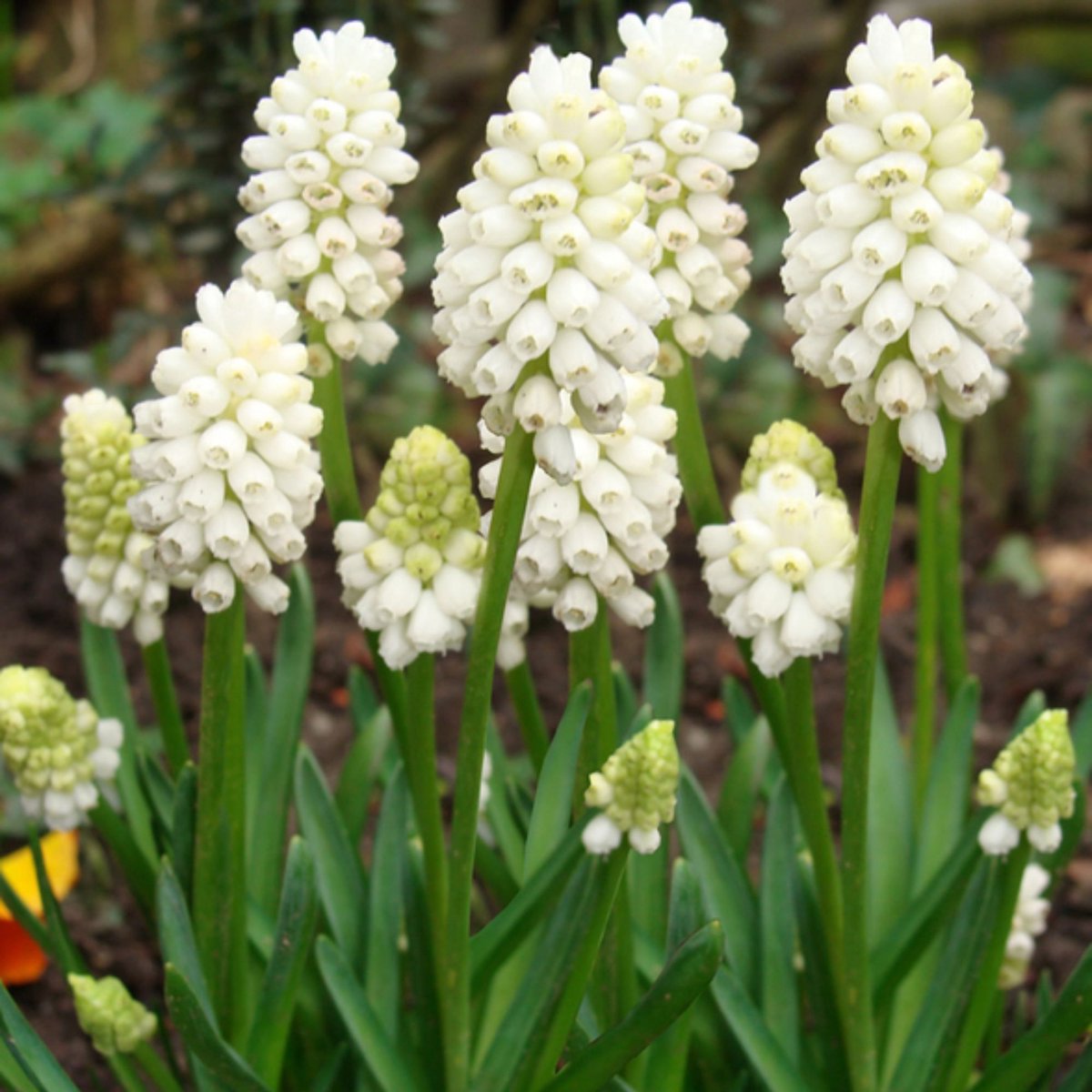 Blauw druifje (Muscari) - Blauwe Druifjes Album - botryoides - Bijen-Vlinders - Voorjaarsbollen - (Ook)-Voor in huis - Vaste planten - Groenblijvend