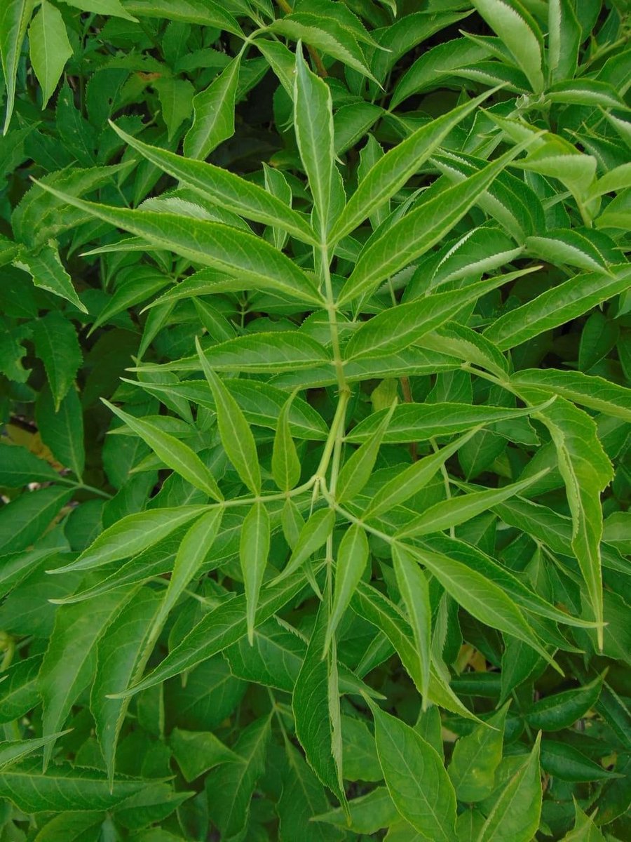 Gewone vlier 80-100 cm (in pot) - Sambucus nigra - Ø26 cm - inheemse plant - trekt vogels door bessen - witte bloemen rond mei