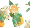 Sinaasappelpartje met bloemen en bladeren. Kneipp logo op de achtergrond.