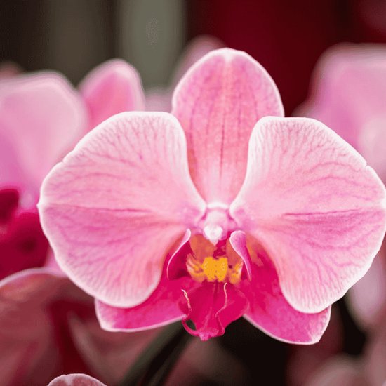 Close-up van een enkele zalmroze orchidee met strepen en een gele en roze hart.