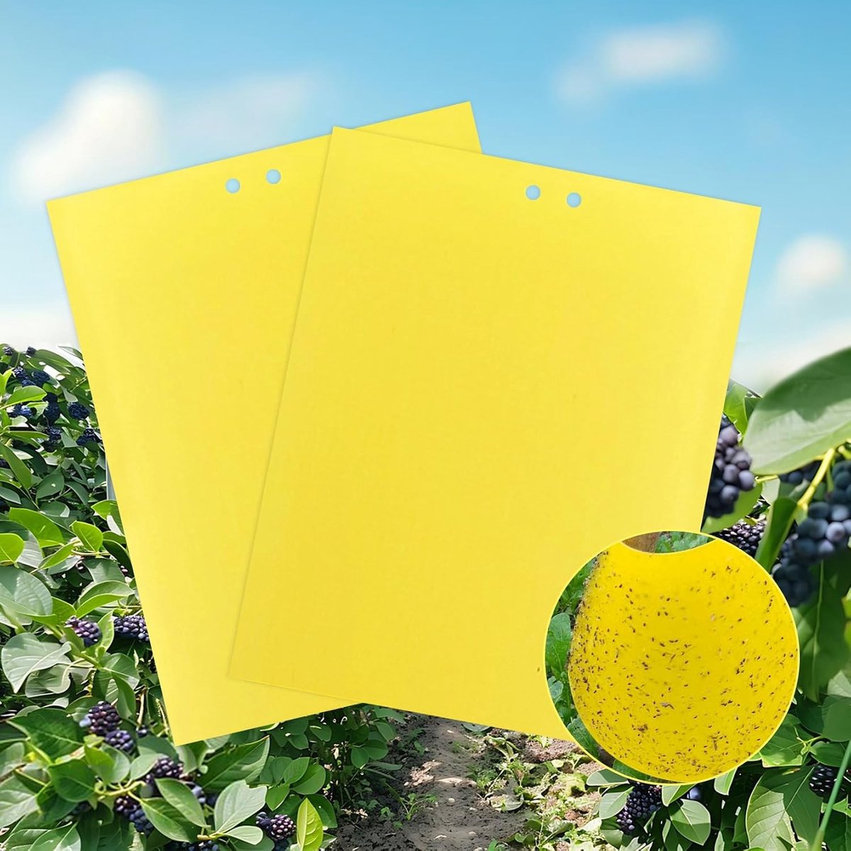 40 Sticky Insect Traps voor het Vangen van Fungus Gnats, Aphids en Nematoden - Effectieve Vliegenvallen van 20cm x 15cm