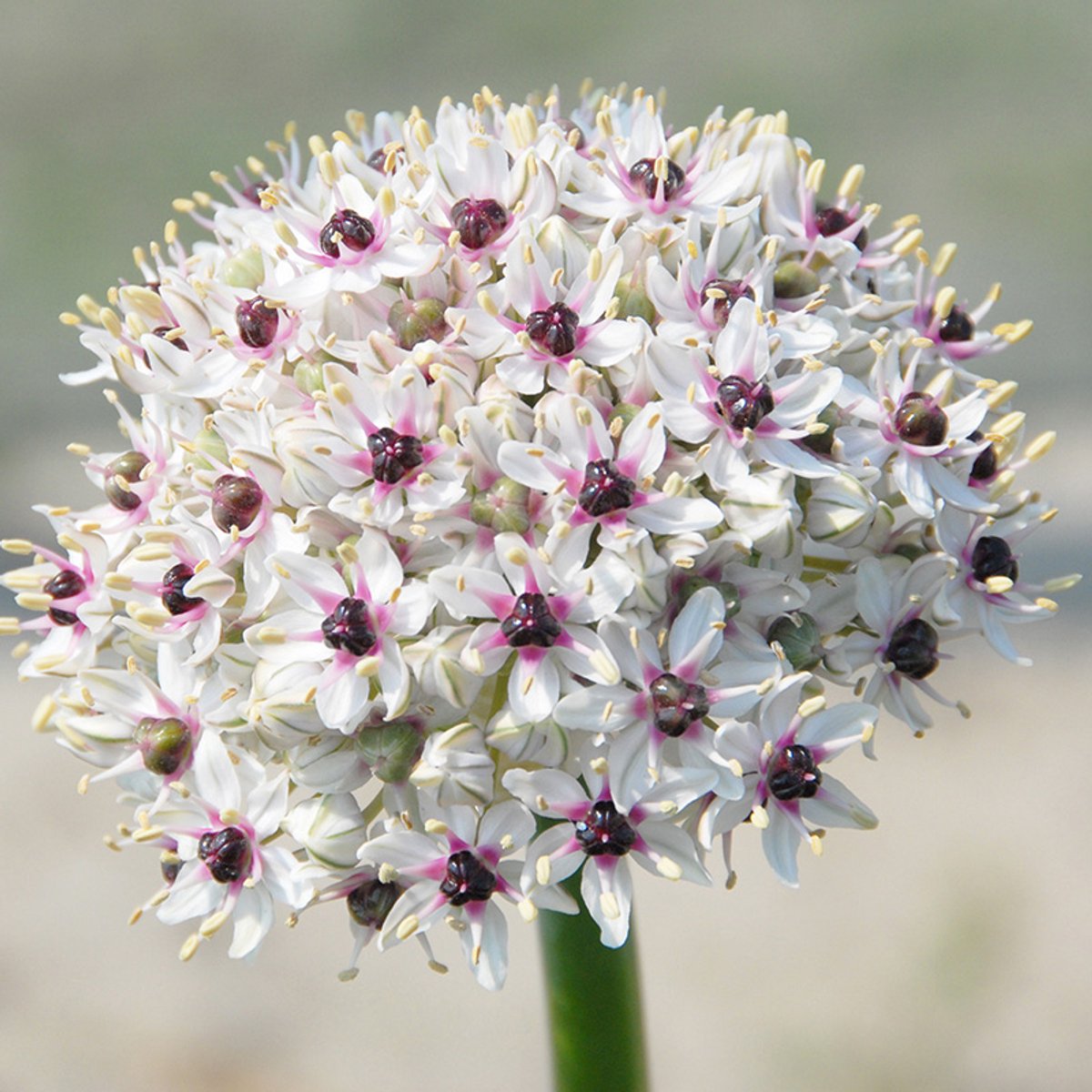Allium Silver Spring | 18 stuks | Wit | Sierui Bollen