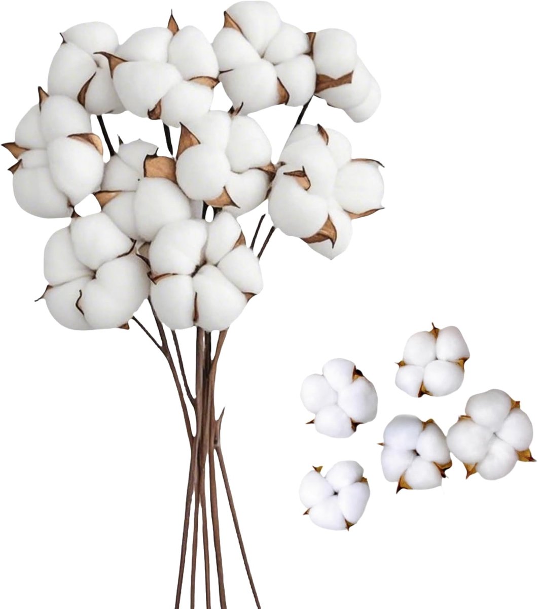 10 stuks gedroogde katoenen takjes en 5 stuks katoenen bloemkoppen - natuurlijk gedroogde katoen - droogbloemendecoratie - decoratie voor de perfecte bruiloft - bloemenarrangementen thuisdecoratie