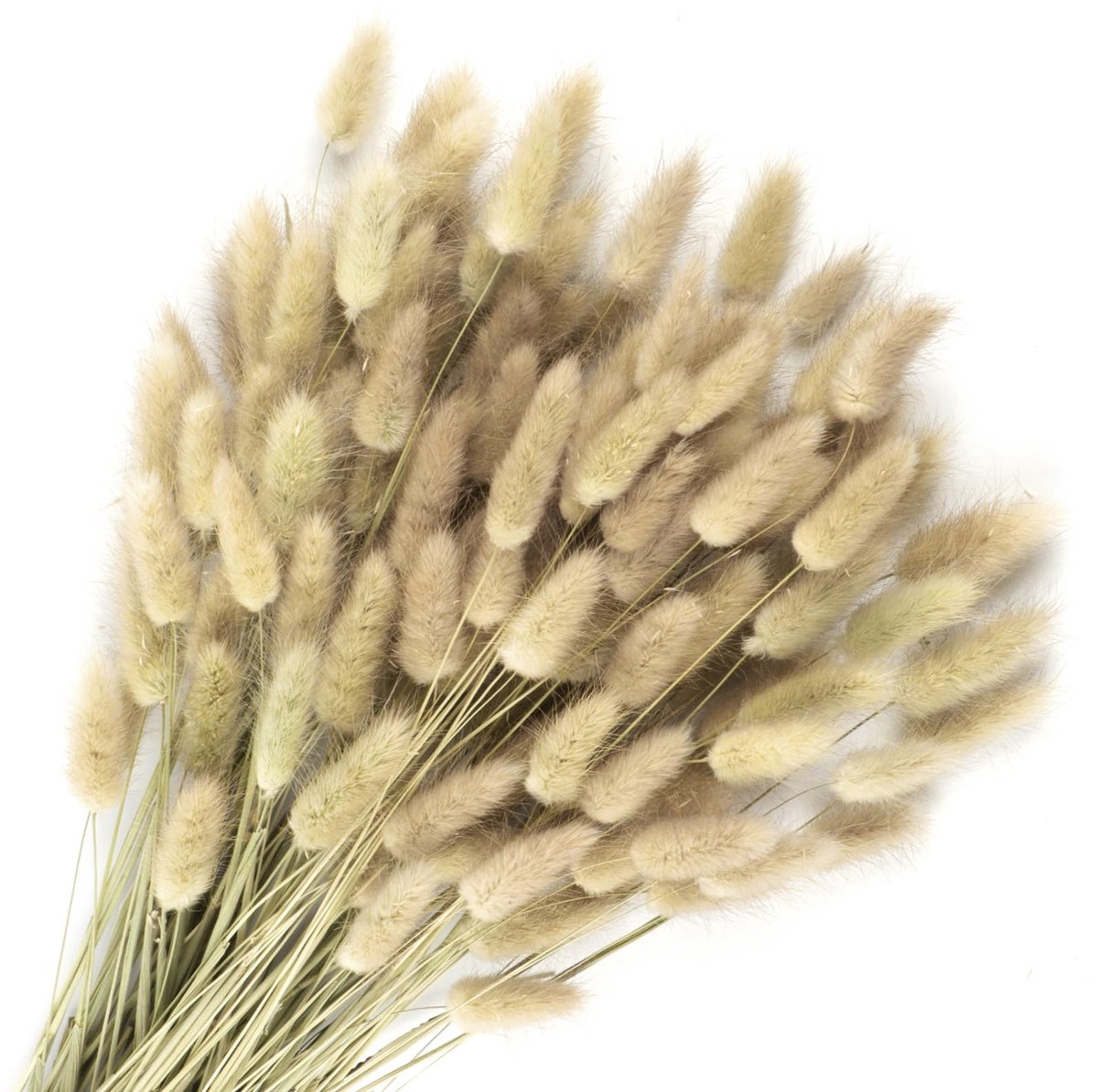 Songjum 120 stuks gedroogde konijnenstaarten bloemen Lagurus konijnenstaarten pampasgras decor natuurlijk gedroogd - ShopVlot