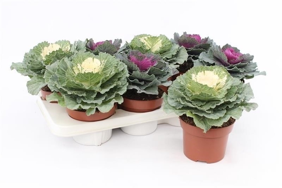 JUNAVERA Brassica (sierkool) gemixte kleuren | P10 | ca. 15 cm bij levering | per stuk