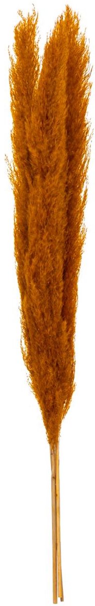 Set van 3 gedroogde bloemen PAMPA NATURELLE
