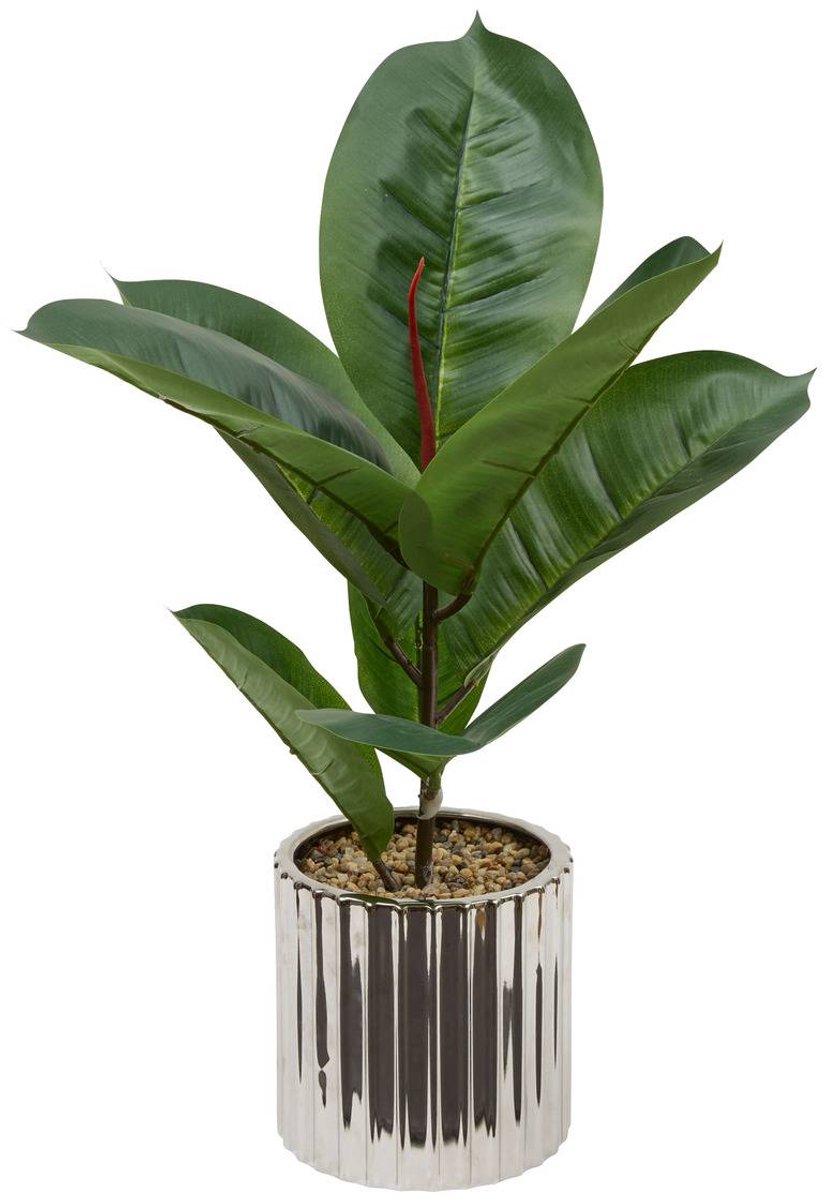 Grote plant SKY