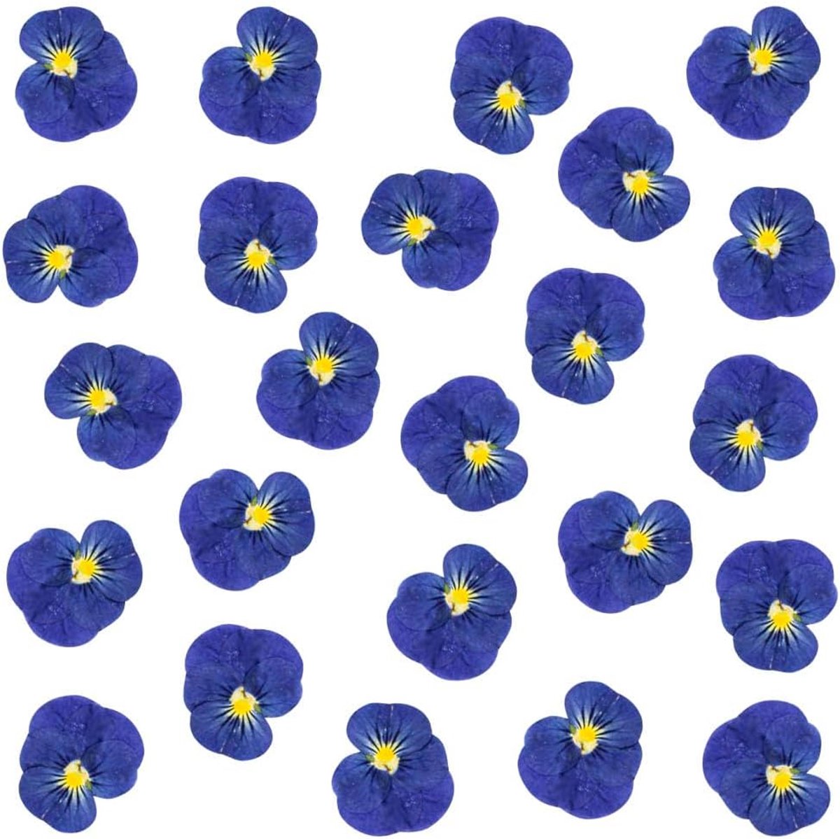 SnelShoppen - 24 Stuks Natuurlijke Gedroogde Geperste Bloemen voor Resin DIY Creaties, Pansy Bloemen, Echte Bloemblaadjes voor Sieraden en Taart Decor