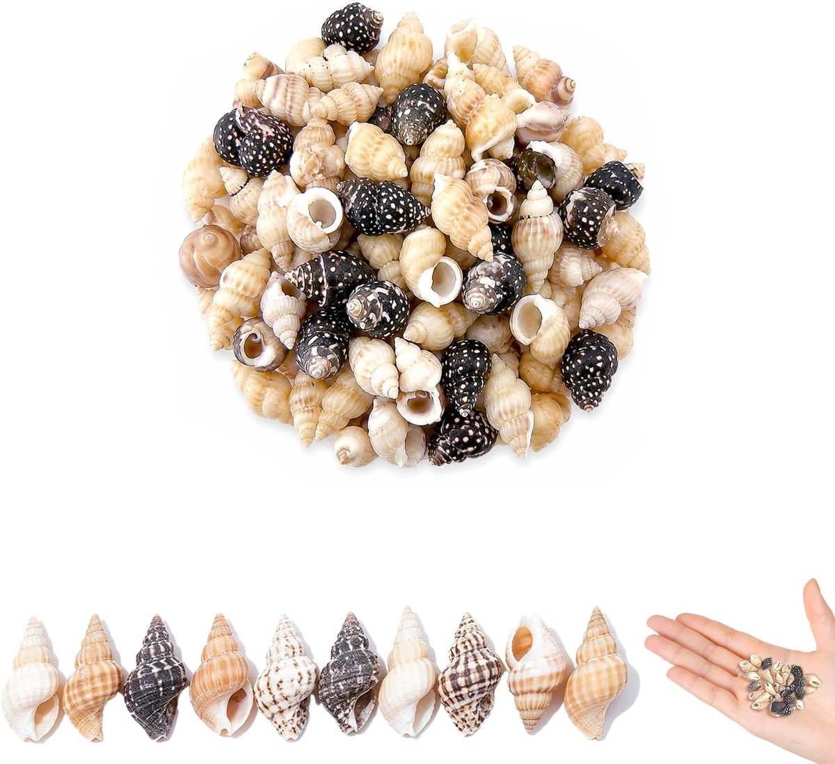 SnelShoppen - 125 Natuurlijke Schelpen (10 Soorten, 8-19mm) - DIY Set voor Sieraden, Aquarium & Huisdecoratie