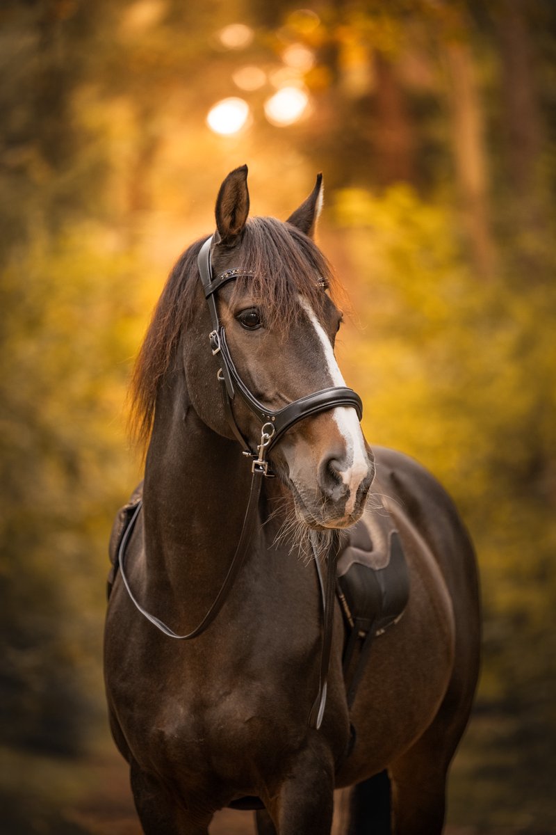 F.R.A. Moonlight bitloos hoofdstellen Black Cob