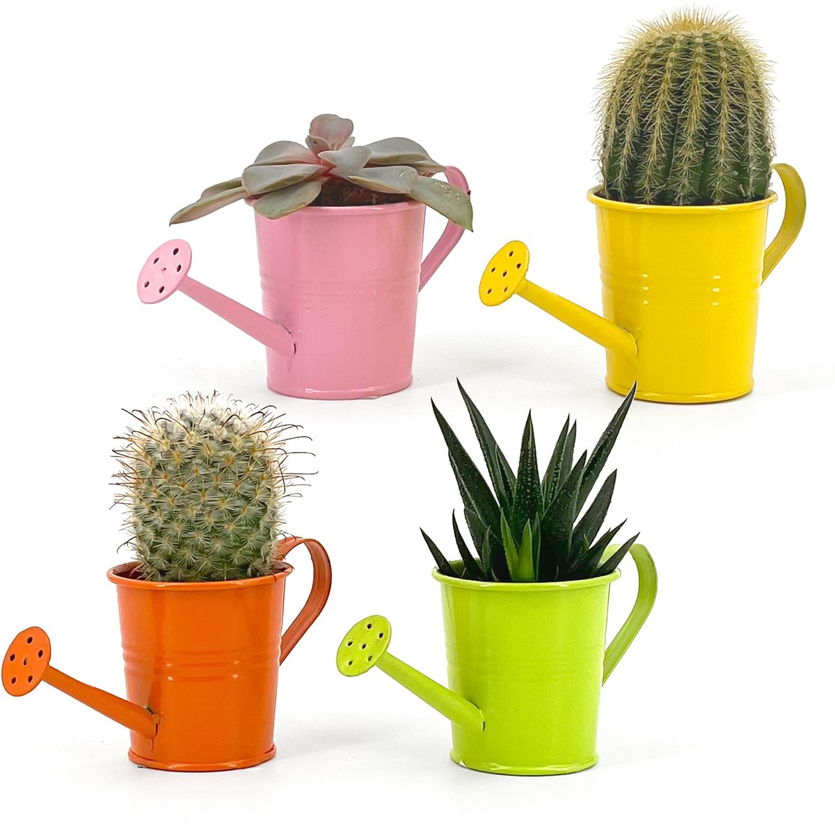 SnelShoppen - Box Set van 4 Mini-Gietkannen, Decoratief voor Vetplanten en Kleine Bloemen, Huis, Tuin en Balkon Decoratie, Kleur: Divers, Perfect voor