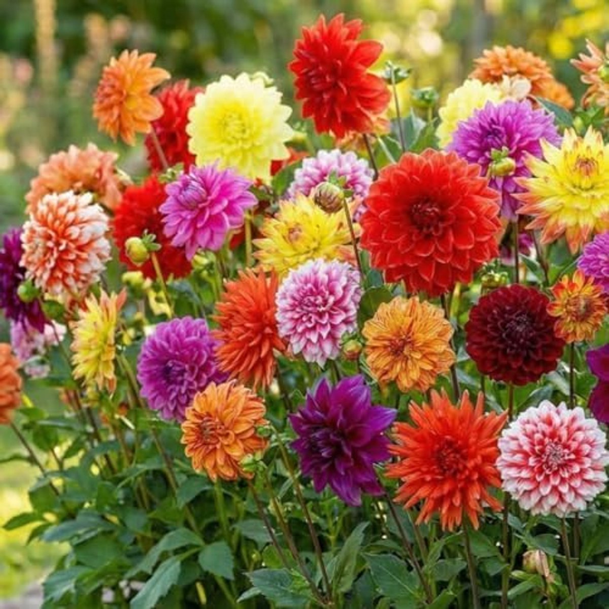SnelShoppen - Dahlia Bollen Snijbloemen Collectie (5 bollen) - Grote Geurende Bloembollen uit Holland voor Tuin en Potten - Exclusieve Mix, Winterhard