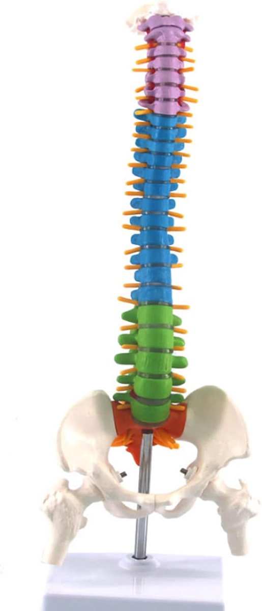 wervelkolommodel met bekken Anatomisch menselijk skelet wervelkolommodel voor Medisch Academisch Ziekenhuis Lab Display