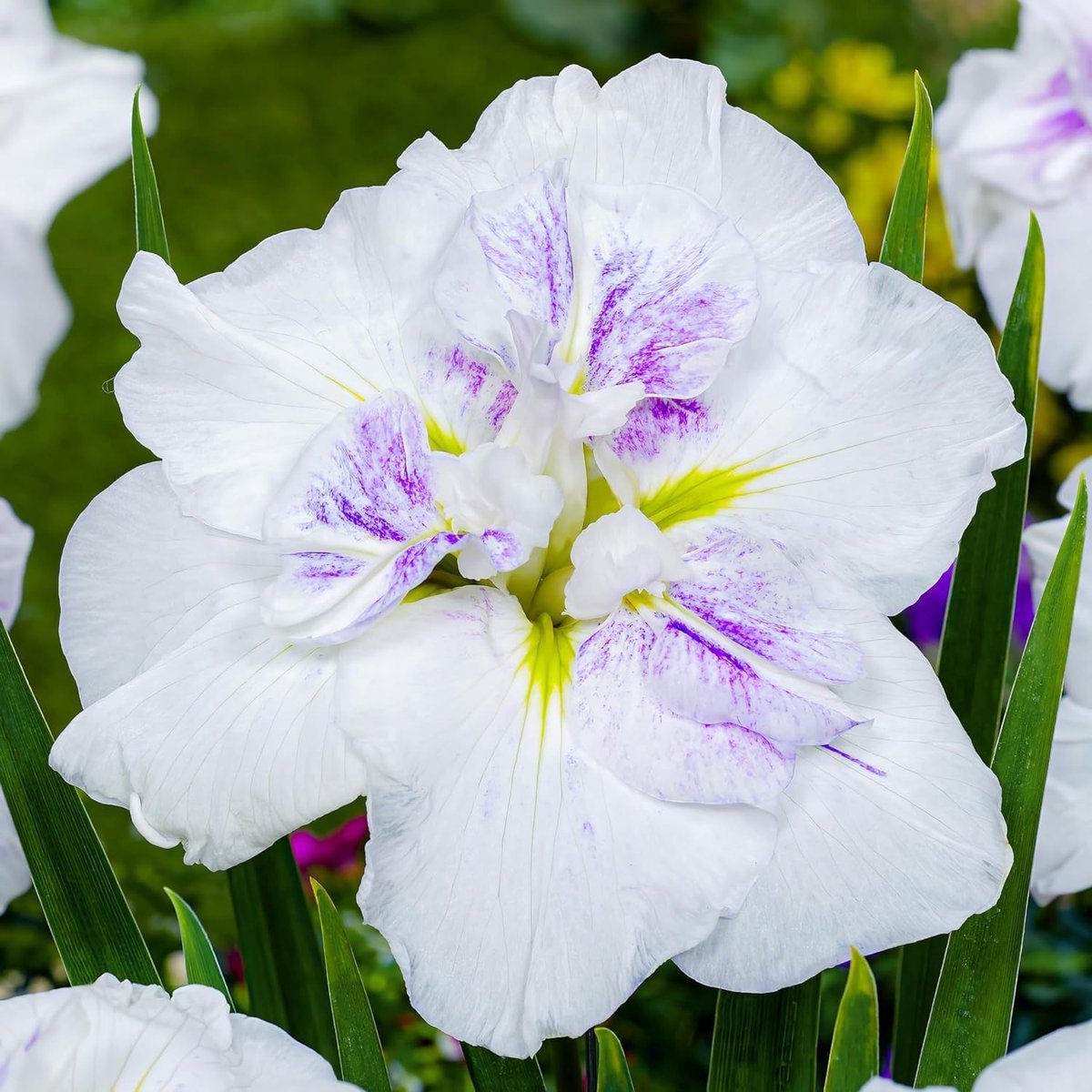 5 x Iris Ensata Zwaardlelie Planten Collectie Mix | 5 Soorten | Grote Japanse Zwaardlelies Winterharde Wortelstokplanten / Vaste planten uit Nederland (geen zaad)