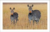 Walljar - Familie Zebra's - Dieren poster