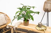 Philodendron Florida Green - 30cm