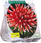 Baltus Dahlia Cactus Friquolet bloembol per 1 stuks