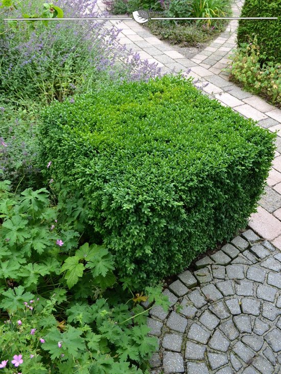 Buxus sempervirens 40-50 cm in Pot, 10x Haagplant
