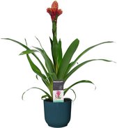 Mama's Planten -   Guzmania Mixxta In ELHO ® Vibes Fold Rond (diepblauw) - Vers Van De Kweker - ↨ 60cm - ⌀ 14cm