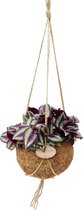 FloriaFor - Kokodama Tradescantia Zebrina - - ↨ 20cm - ⌀ 15cm