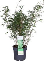 FloriaFor - ‘Fargesia Rufa’ (Bamboe) - - ↨ 80cm - ⌀ 23cm