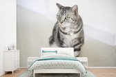 Behang - Fotobehang Amerikaanse Korthaar kitten - Breedte 420 cm x hoogte 280 cm