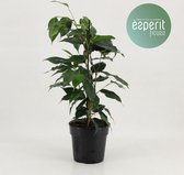 Kamerplant van Botanicly – Treurvijg – Hoogte: 40 cm – Ficus benjamina Danielle