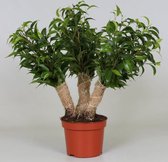 Kamerplant van Botanicly – Treurvijg – Hoogte: 35 cm – Ficus Crazy Tree