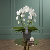 Mirror Miracle Aurora orchidee wit in kweek pot | Ø 12 cm | ↕ 40-50 cm