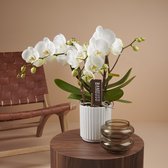 Bambuso Inyo orchidee wit in Molise witte pot | Ø 12 cm | ↕ 50-55 cm