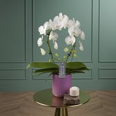 Mirror Miracle Aurora orchidee wit in kweek pot | Ø 12 cm | ↕ 40-50 cm