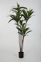 Cordyline plant - kunstplant - topkwaliteit plant - kantoorplant - 175 cm hoog