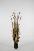 kunstplant - Kamgras - Cynosurys cistatus - topkwaliteit plant - kamerplant - Groen/bruin - 120 cm hoog