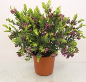 Bloem van Botanicly – Polygala myrtifolia – Hoogte: 45 cm